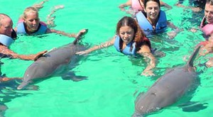 Nado Con Delfines