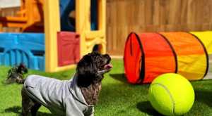 	Pet Friendly Margarita Village
