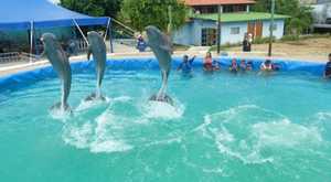 Nado Con Delfines Observador