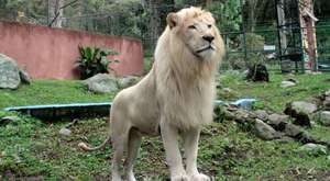 Zoológico Chorros De Milla Y Mercado Principal